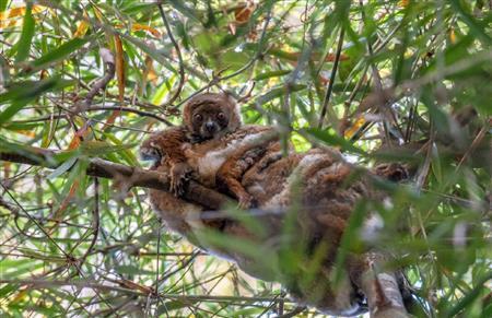 ラノマファナ国立公園で夜行性のウーリーキツネザルが顔を上げた＝マダガスカル（中野智明さん撮影、共同）