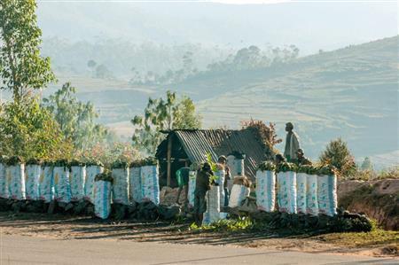 首都アンタナナリボから地方へ向かう幹線道路沿いで炭を売る人たち＝マダガスカル（中野智明さん撮影、共同）