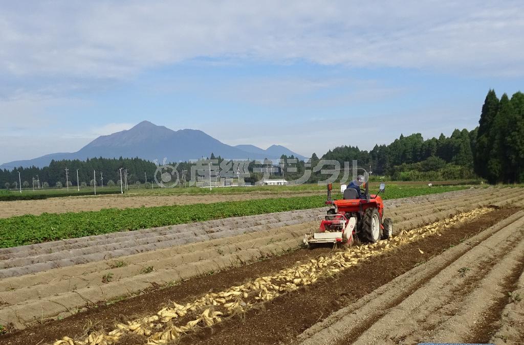 霧島を望む畑で、焼酎の原料となるサツマイモ「黄金千貫」を収穫。つやがある２０センチぐらいのイモがベストだという＝２０１５年１０月８日、宮崎県都城市（竹中岳彦撮影）
