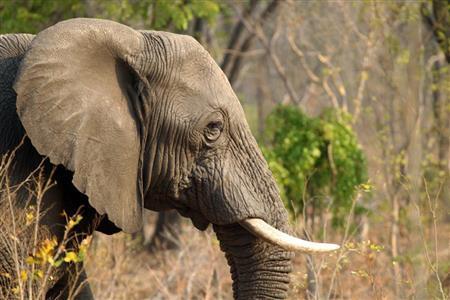 ジンバブエの野生のゾウ＝２０１５年１０月１日、ジンバブエのワンゲ国立公園（ＡＰ）
