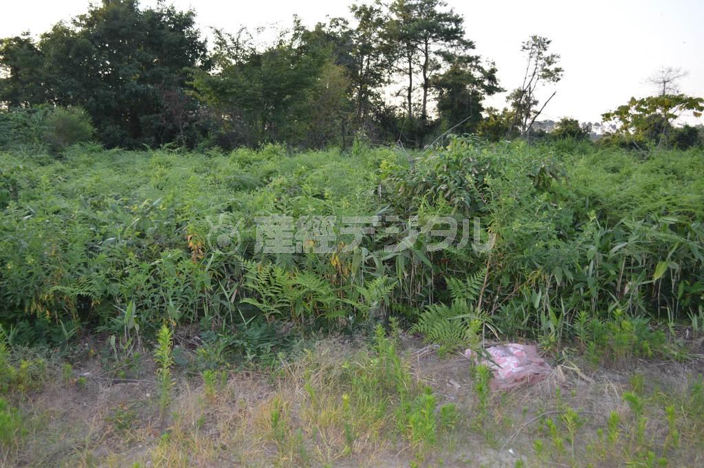 パート従業員の女性の遺体が発見された現場付近＝２０１４年７月３１日、新潟県新発田市真野原（臼井慎太郎撮影）