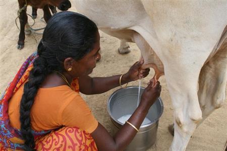 牛を支援することにより、子供の栄養状態が改善したばかりか、家庭に現金収入が入るようになった＝インド・タミルナドゥ州（ワールド・ビジョン・ジャパン撮影）