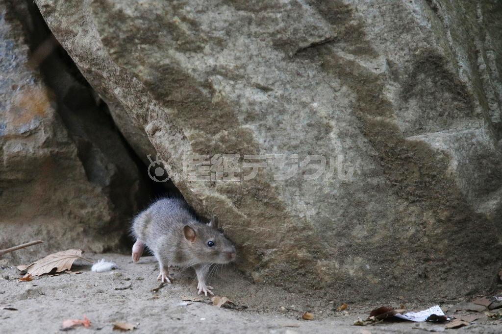 米ニューヨーク近郊の公園に生息するネズミ＝２０１５年９月１７日（ＡＰ）
