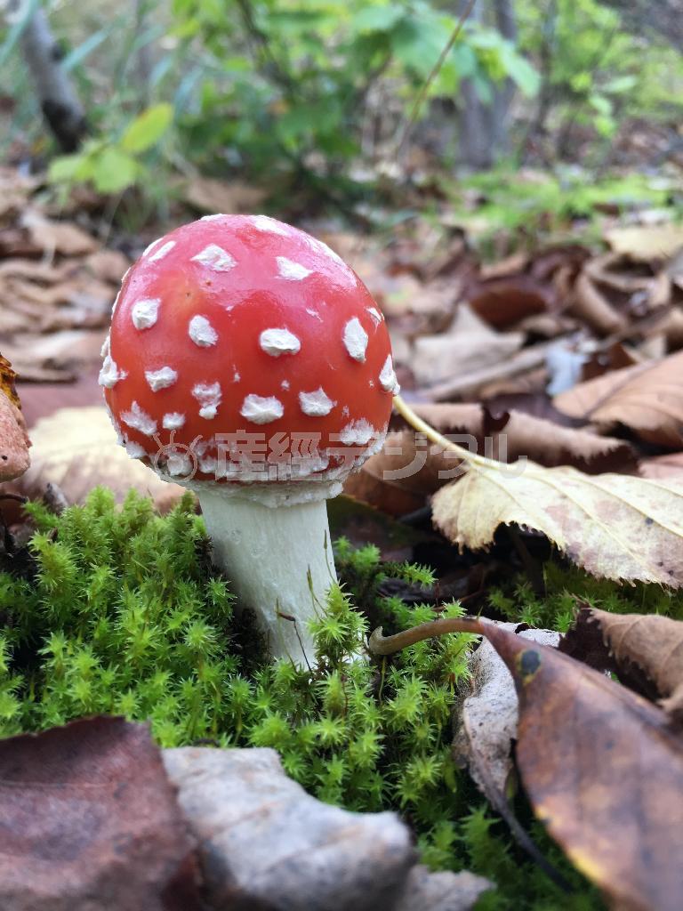 秋の色は紅葉だけではない。鮮やかな色のキノコが顔を出していた＝２０１５年９月２８日（野口隆史さん撮影）