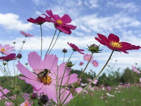 秋空とコスモスと蜂（写真１）＝２０１５年９月１６日（野口隆史さん撮影）