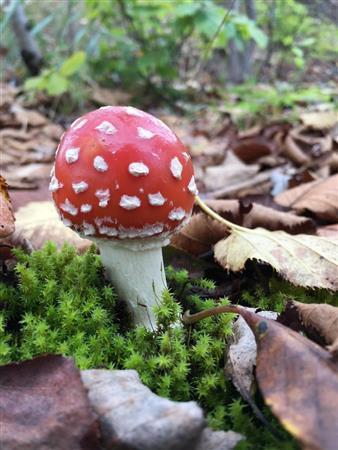 秋の色は紅葉だけではない。鮮やかな色のキノコが顔を出していた＝２０１５年９月２８日（野口隆史さん撮影）