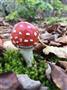 秋の色は紅葉だけではない。鮮やかな色のキノコが顔を出していた＝２０１５年９月２８日（野口隆史さん撮影）