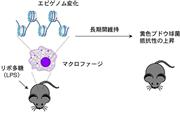 ≪本研究成果のまとめ≫自然免疫に記憶が存在し、病原体感染によるエピゲノム変化の持続がそのメカニズムである。