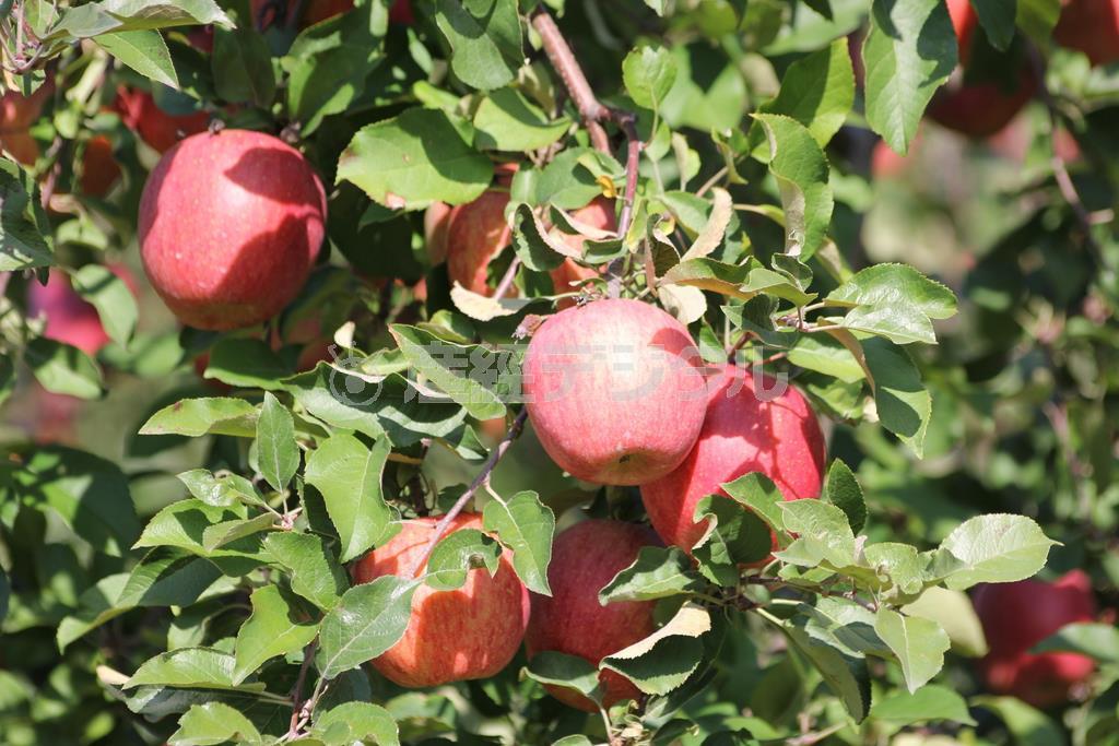 そと川りんご園のリンゴ。完全有機、減農薬栽培で味も香りも豊かです＝２０１５年１０月２２日（提供写真）