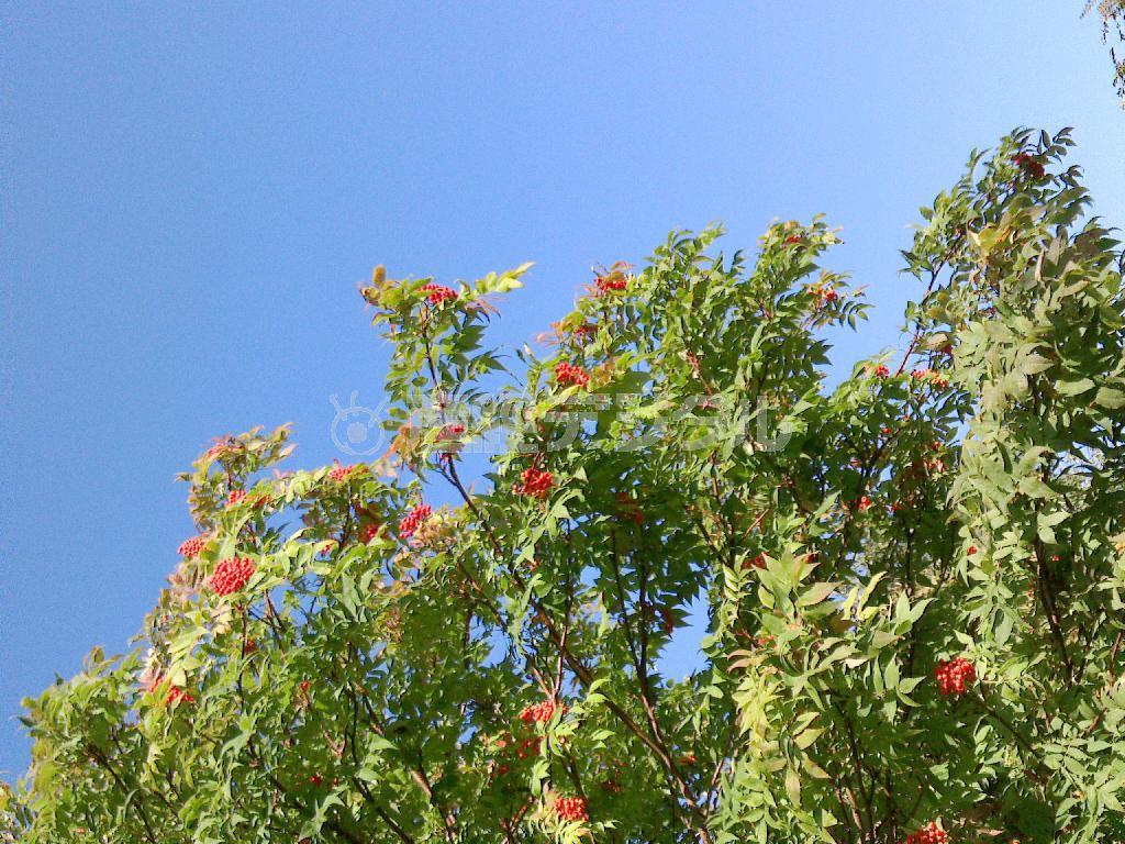 少し前の近所のナナカマド。このころは実は赤かったですが葉っぱはまだ緑で空も高く秋という感じでした。今はもう冬の領域になってきました＝２０１５年９月１６日（乾ルカさん撮影）