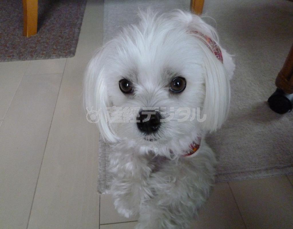 前髪が五郎丸選手風の乾家の愛犬・まるが札幌の四季をお伝えします＝２０１５年１０月２０日、北海道札幌市（乾ルカさん撮影）