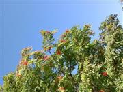 少し前の近所のナナカマド。このころは実は赤かったですが葉っぱはまだ緑で空も高く秋という感じでした。今はもう冬の領域になってきました＝２０１５年９月１６日（乾ルカさん撮影）