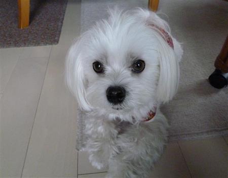 前髪が五郎丸選手風の乾家の愛犬・まるが札幌の四季をお伝えします＝２０１５年１０月２０日、北海道札幌市（乾ルカさん撮影）