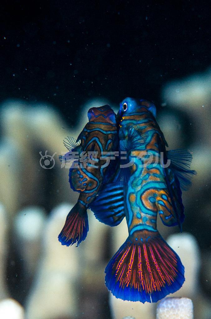 ニシキテグリのカップル。メス（左）に寄り添って放卵を促すオス＝沖縄県石垣市（永山真治さん撮影）