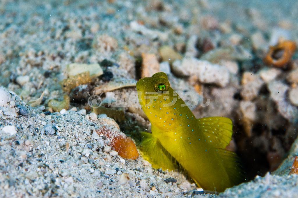 滅多に見かけないギンガハゼ。顔から体にかけての斑点が銀河のように見える＝沖縄県石垣市（永山真治さん撮影）