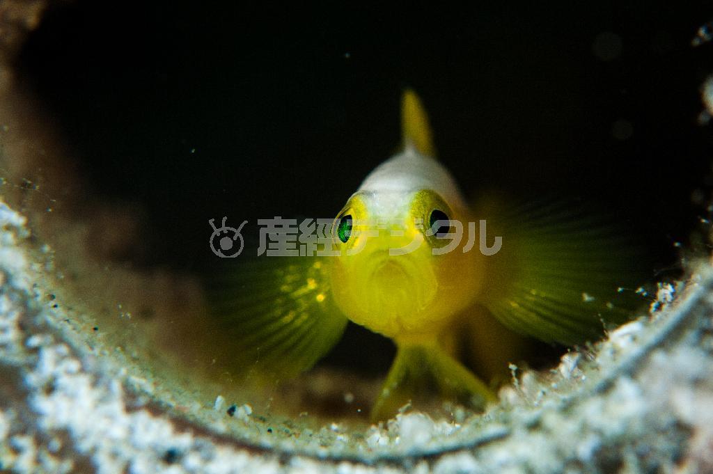 ナカモトイロワケハゼ。水深２０メートル付近で貝殻など身を隠せる場所に生息する＝沖縄県石垣市（永山真治さん撮影）