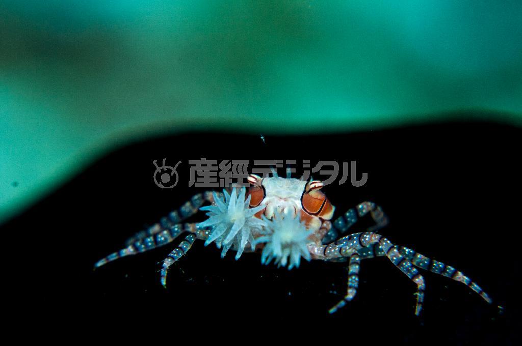 キンチャクカニ。イソギンチャクをハサミで持って天敵から身を守る＝沖縄県石垣市（永山真治さん撮影）