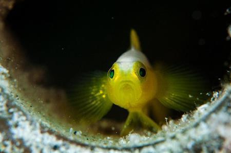 ナカモトイロワケハゼ。水深２０メートル付近で貝殻など身を隠せる場所に生息する＝沖縄県石垣市（永山真治さん撮影）