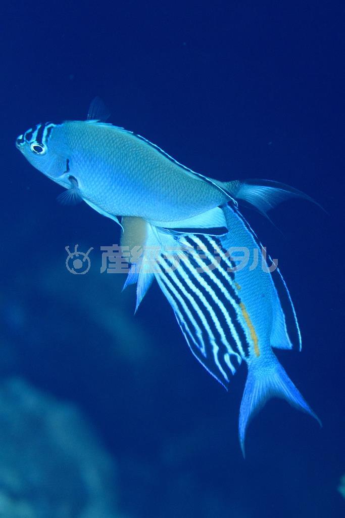 ヒレナガヤッコの雄（右）のナズリングによって、雌が卵を出した決定的瞬間＝２０１４年６月２日、沖縄県島尻郡久米島町の久米島（越智隆治さん撮影）