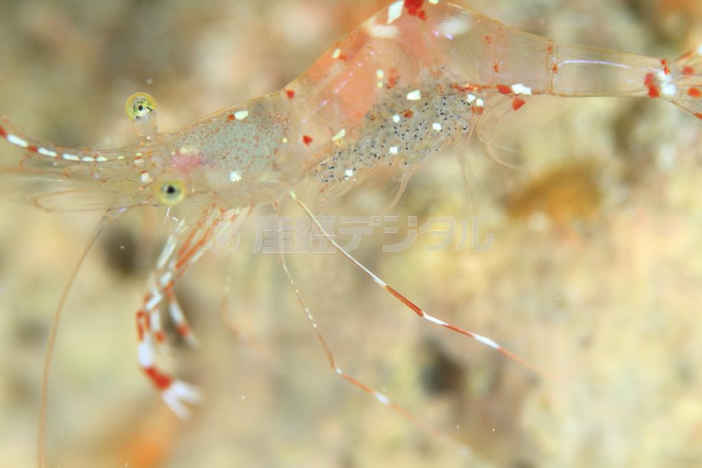 腹部に卵を抱える、ソリハシコモンエビ＝２０１４年６月７日、沖縄県島尻郡久米島町の久米島（越智隆治さん撮影）