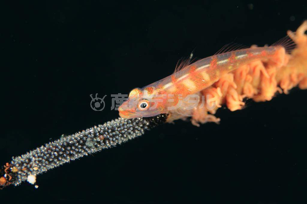 ムチカラマツに卵を産みつけたガラスハゼ＝２０１５年６月４日、沖縄県島尻郡久米島町の久米島（越智隆治さん撮影）