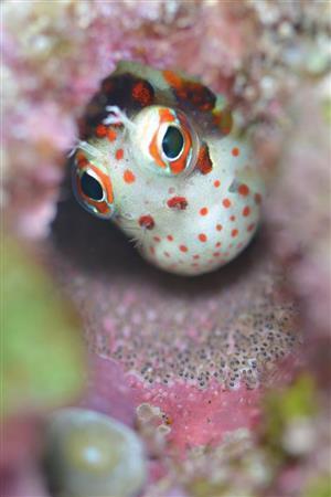 モンツキカエルウオのオスが巣穴で卵を守っていた＝２０１５年６月７日、沖縄県島尻郡久米島町の久米島（越智隆治さん撮影）