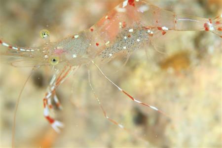 腹部に卵を抱える、ソリハシコモンエビ＝２０１４年６月７日、沖縄県島尻郡久米島町の久米島（越智隆治さん撮影）