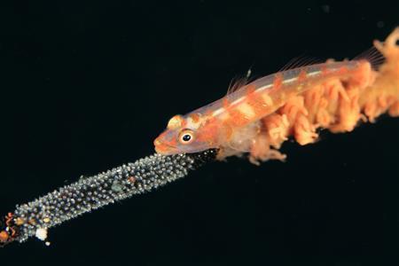 ムチカラマツに卵を産みつけたガラスハゼ＝２０１５年６月４日、沖縄県島尻郡久米島町の久米島（越智隆治さん撮影）