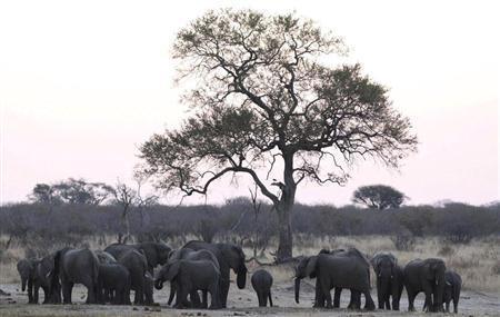 ワンゲ国立公園のゾウの群れ。野生動物保護を求める声も、正規の狩猟や密猟とともに動く大金にかき消されているようだ＝２０１５年１０月２９日、ジンバブエ（ロイター）
