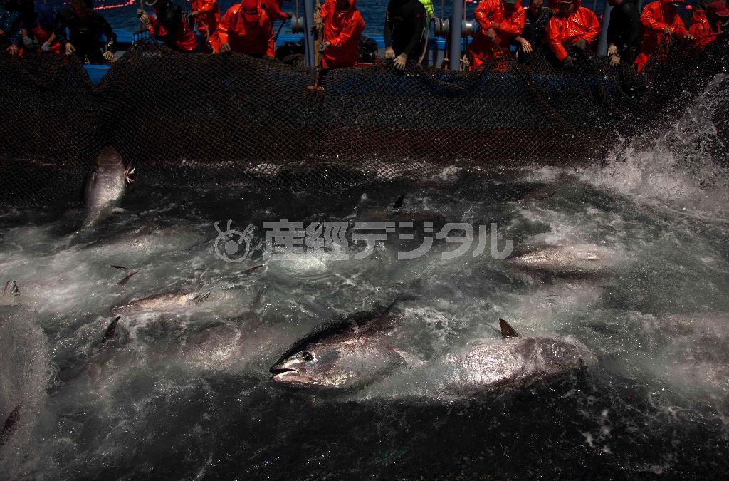 高級魚、クロマグロ＝２０１１年４月２７日、スペイン・バルバテ（ＡＰ）
