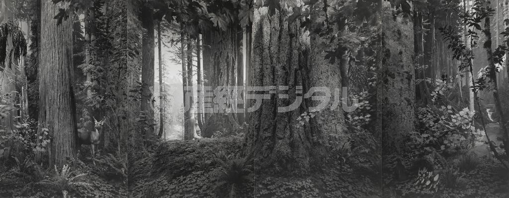 杉本博司「オリンピック雨林」（２０１２年）。（Ｃ）Ｈｉｒｏｓｈｉ＿Ｓｕｇｉｍｏｔｏ／Ｃｏｕｒｔｅｓｙ＿ｏｆ＿Ｇａｌｌｅｒｙ＿Ｋｏｙａｎａｇｉ