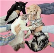 きのこ帝国「猫とアレルギー」。発売中（提供写真）