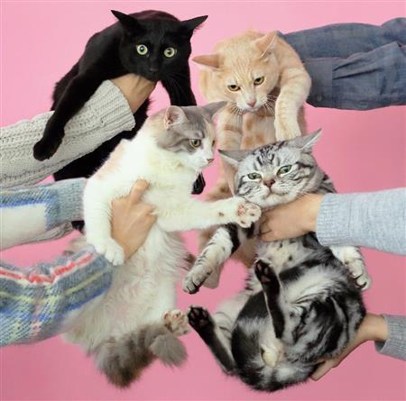 きのこ帝国「猫とアレルギー」。発売中（提供写真）