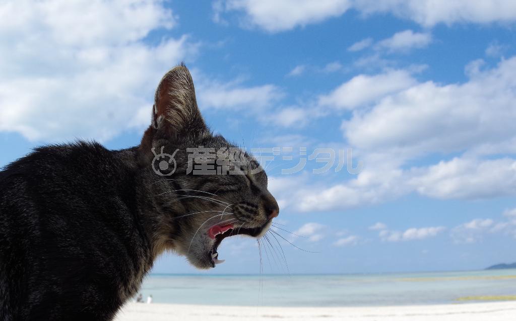 まっ青な空の下で大あくび。昼寝を終えてそろそろ活動開始の時間？＝２０１３年１月２８日、沖縄県八重山郡竹富町の竹富島（尾崎修二撮影）