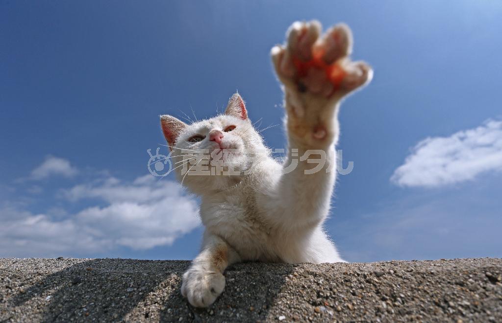 日光浴中に向けられたカメラに興味津々。ついに猫パンチが出てきた＝２０１５年４月８日、香川県仲多度郡多度津町の佐柳島（尾崎修二撮影）