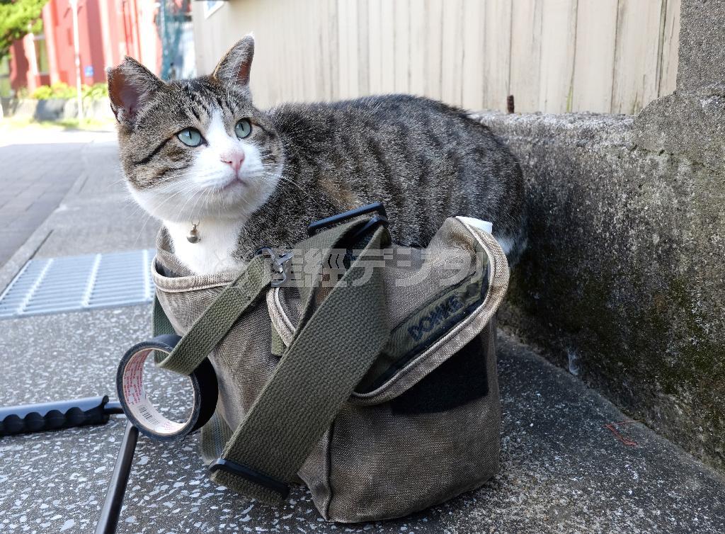 「高いところには上りたい、袋や箱があったら中に入りたい。それがオイラたちの習性なんです」とばかりに、さっそくカメラバッグに乗る＝２０１４年１０月２９日、福岡県北九州市の藍島（尾崎修二撮影）