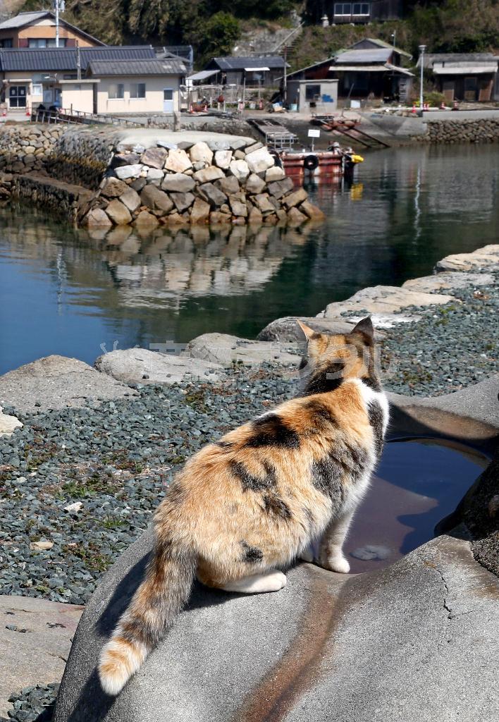 港のあちこちで聞こえる鳴き声に耳を傾ける＝２０１５年３月１７日、愛媛県大洲市の青島（尾崎修二撮影）