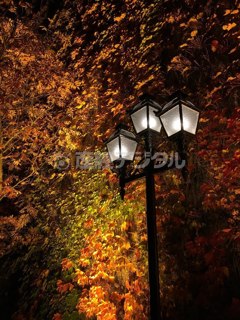 晩秋の、紅葉した蔦（つた）が絡まる赤レンガ壁。街路灯を縦横３分割して交差する点に構図を置くだけで、写真はぐっと人目につきやすくなる＝２０１５年１０月２９日（野口隆史さん撮影）