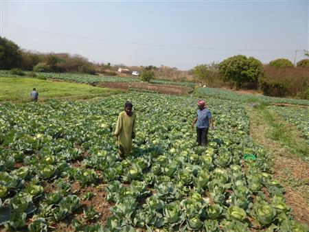 広いキャベツ畑。現金収入を得られるよう、栽培方法等をレクチャーしている＝２０１５年９月２日、コンゴ民主共和国（ワールド・ビジョン・ジャパン撮影）