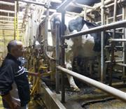 搾乳作業を行う松井直弘社長＝７日、群馬県太田市の松井牧場