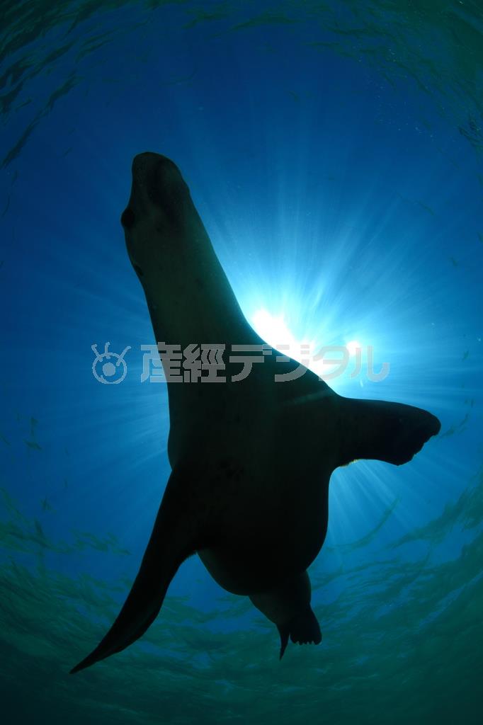 海の中でシルエットとなって浮かび上がるオーストラリアアシカ＝２０１０年２月９日、オーストラリア・カナック島（越智隆治さん撮影）