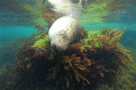 海草によりかかって思わずうたた寝するアシカ。まったく無防備なそのかわいらしい姿には思わず笑みがこぼれる＝２０１０年２月８日、オーストラリア・カナック島（越智隆治さん撮影）
