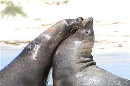 陸で戯れるオスのアシカ＝２０１１年２月２５日、オーストラリア・カナック島（越智隆治さん撮影）