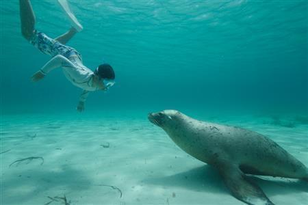 アシカと泳ぐことのできるカナック島の海。２人の息子は最初は自分よりも大きなアシカに尻込みしていたが、アッという間に仲良くなって「アシカ三昧の日々」を過ごした＝２０１５年２月２６日、オーストラリア・カナック島（越智隆治さん撮影）