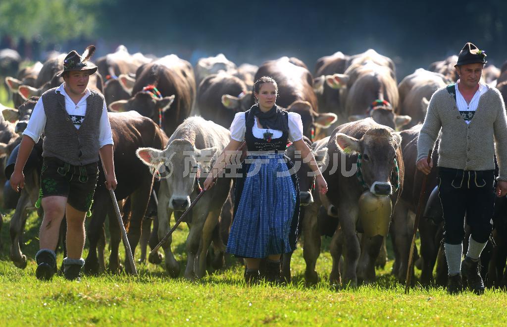 冬に備え、ドイツで行われた放牧中の牛を牛舎に戻す作業。中韓企業が進める計画が軌道に乗ると、大自然でのびのび育てる牧歌的な風景を目にできなくなる可能性も…＝２０１５年９月１１日、ドイツ・バイエルン州バート・ヒンデラング（ＡＰ）