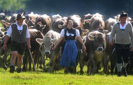 冬に備え、ドイツで行われた放牧中の牛を牛舎に戻す作業。中韓企業が進める計画が軌道に乗ると、大自然でのびのび育てる牧歌的な風景を目にできなくなる可能性も…＝２０１５年９月１１日、ドイツ・バイエルン州バート・ヒンデラング（ＡＰ）