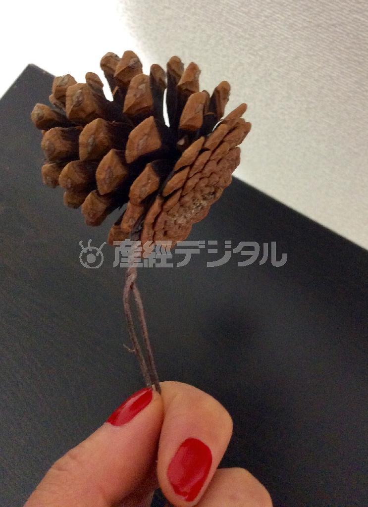 （手順３）ワイヤリングした松ぼっくりを２個上部に止める（花千代さん提供）