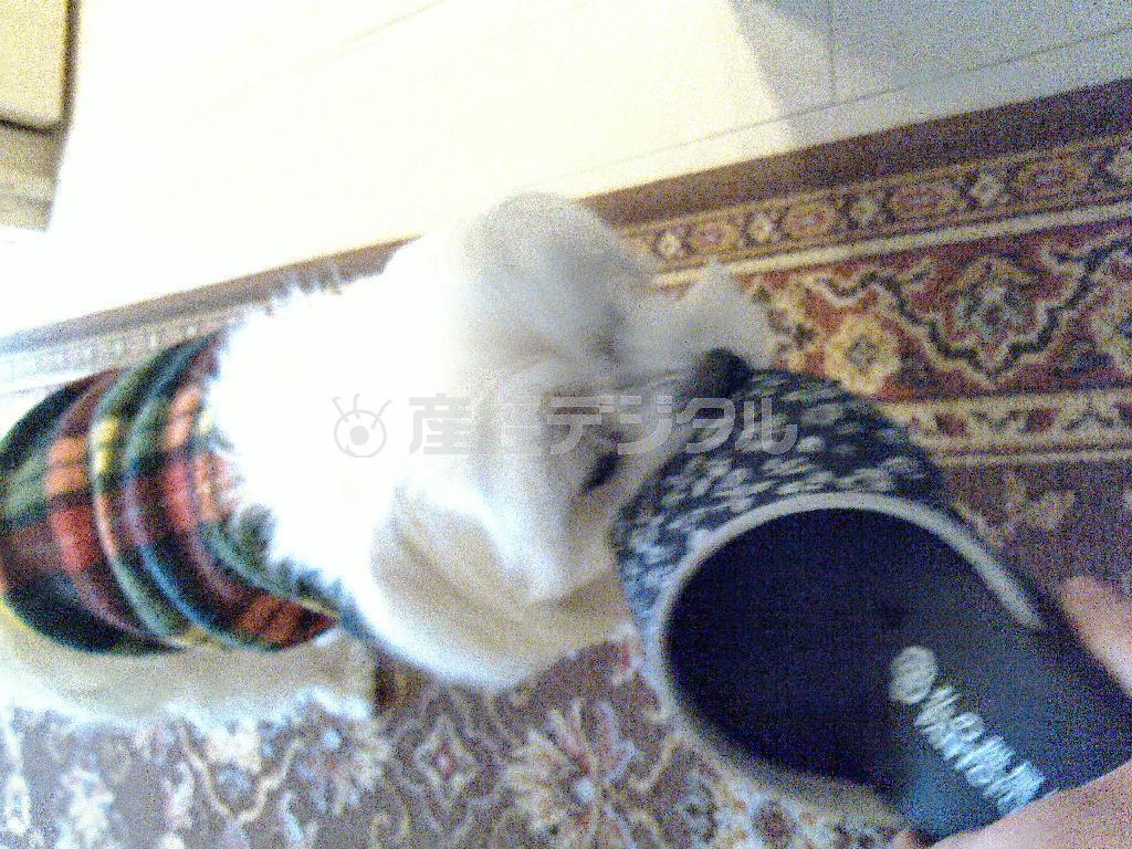 スリッパを見ると攻撃せずにはいられない乾家の愛犬・まるが札幌の四季をお伝えします＝２０１５年１１月２３日、北海道札幌市（乾ルカさん撮影）