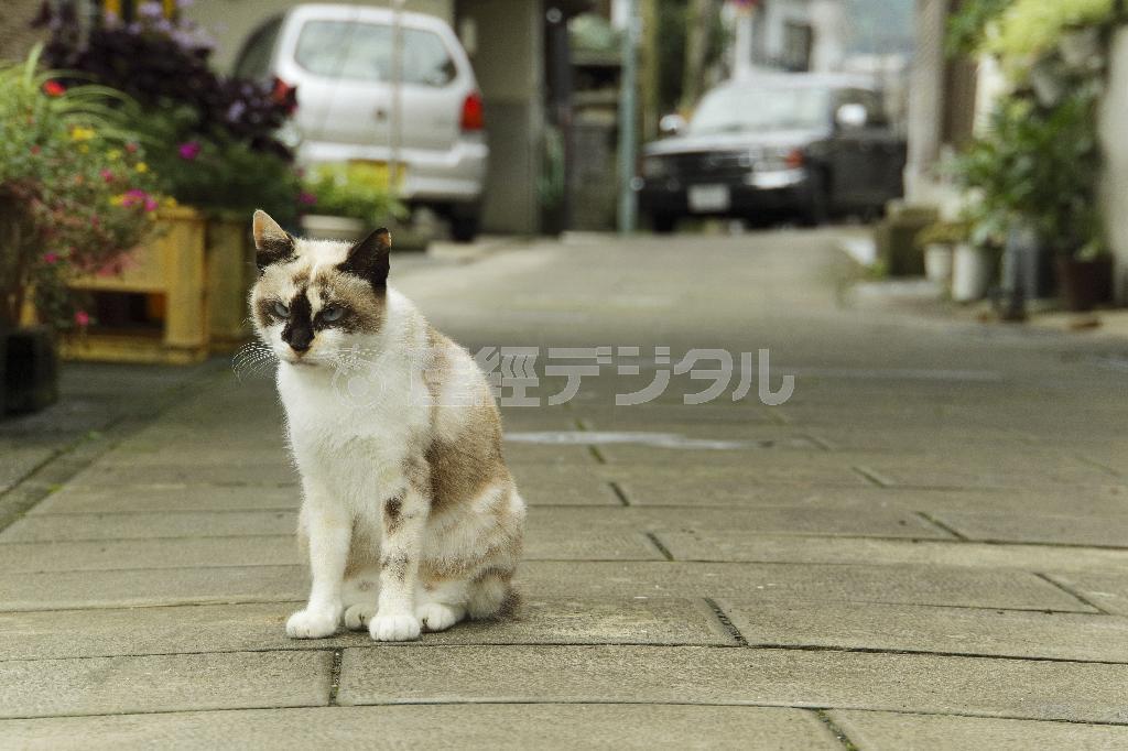 路地のあちこちでネコを見かける。漁港のおいしい魚を食べて育ち、みんな幸せそうだ＝熊本県天草市（倉谷清文さん撮影）