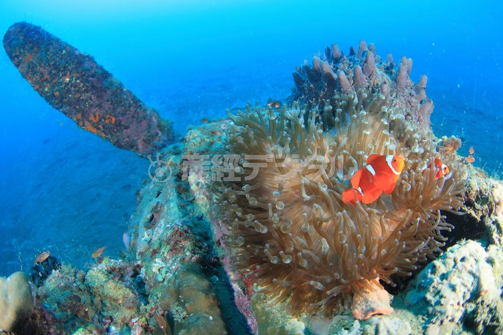 スロープ状の砂泥池に横たわる零戦には、カラフルなスパインチークアネモネフィッシュが住んでいた＝２０１５年１１月１１日、パプアニューギニア・ラバウル（越智隆治さん撮影）